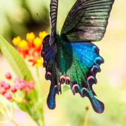 Butterfly not in the sky